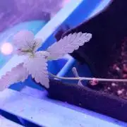 Regular Autoflower Indoor Landrace