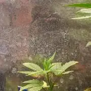 Haze Window