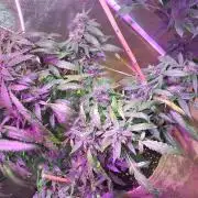 Chr.BerryPurple P autoXPineapple Express