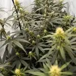 Jack Herer 2025
