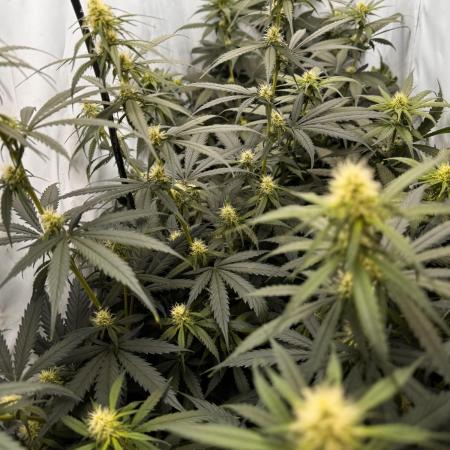 Jack Herer 2025