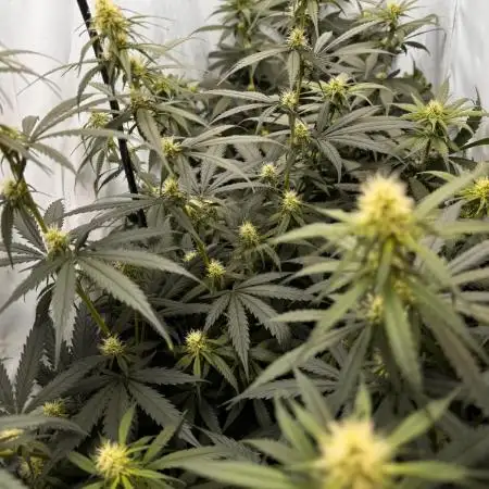Jack Herer 2025