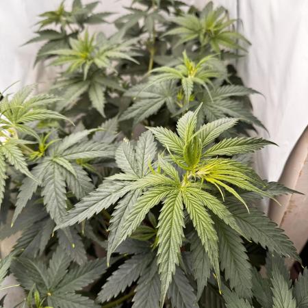 Jack Herer 2025