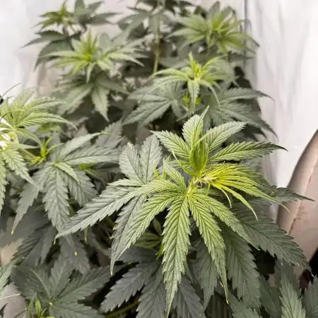 Jack Herer 2025