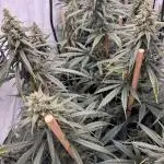 Jack Herer 2025