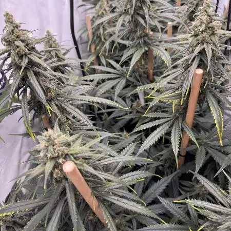 Jack Herer 2025