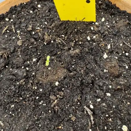 Jack Herer 2025