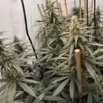 Jack Herer 2025