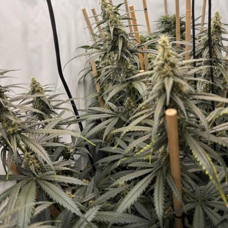 Jack Herer 2025