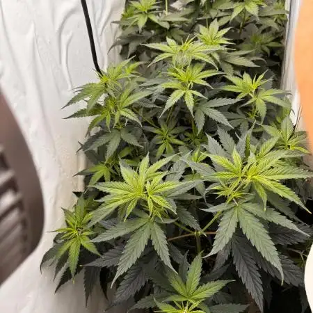 Jack Herer 2025
