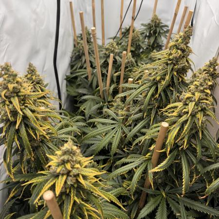 Jack Herer fem. by Sensi Seeds