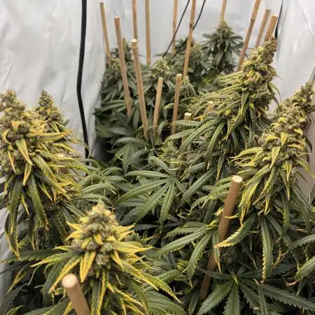 Jack Herer fem. by Sensi Seeds