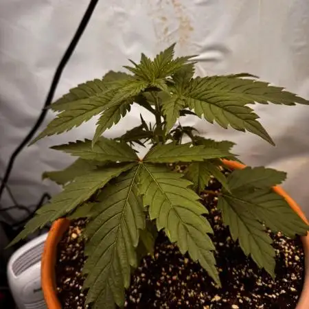 Jack Herer 2025