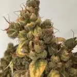 Jack Herer fem. by Sensi Seeds