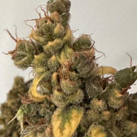 Jack Herer fem. by Sensi Seeds