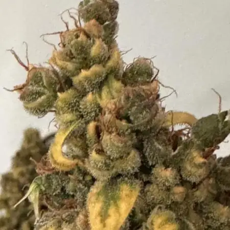 Jack Herer fem. by Sensi Seeds