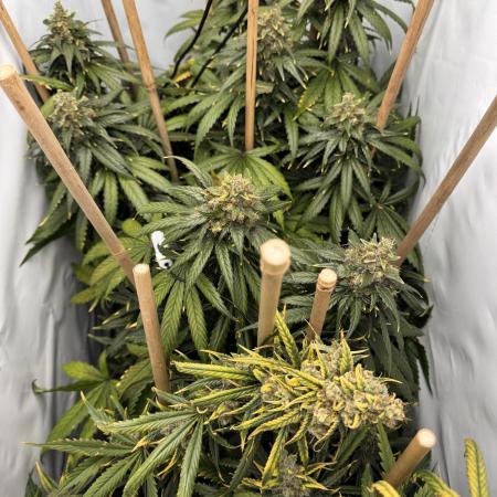 Jack Herer fem. by Sensi Seeds