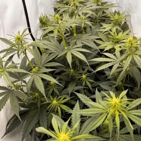 Jack Herer 2025
