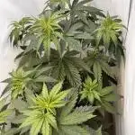 Jack Herer 2025