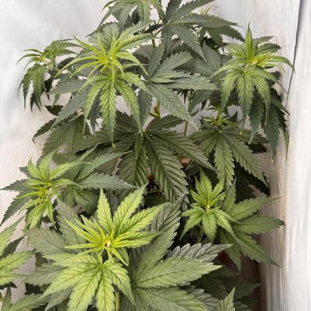 Jack Herer 2025