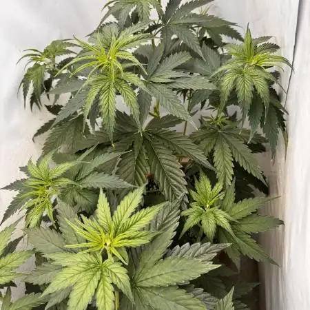 Jack Herer 2025