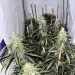 Jack Herer 2025