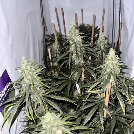 Jack Herer fem. by Sensi Seeds