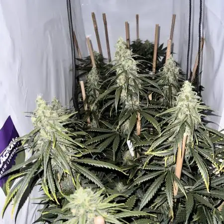Jack Herer 2025