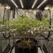 Dante's Inferno #8 (Mile High Dave Cut)