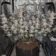 Dante's Inferno #8 (Mile High Dave Cut)