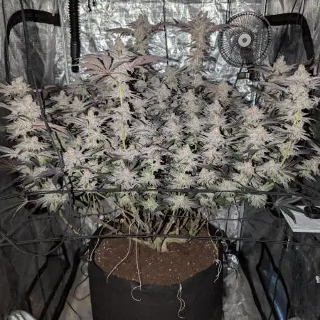 Dante's Inferno #8 (Mile High Dave Cut)