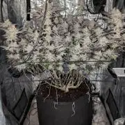 Dante's Inferno #8 (Mile High Dave Cut)