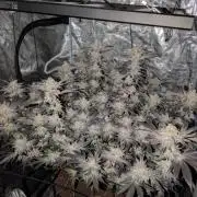 Dante's Inferno #8 (Mile High Dave Cut)