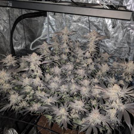 Dante's Inferno #8 (Mile High Dave Cut)