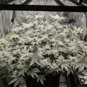 Dante's Inferno #8 (Mile High Dave Cut)