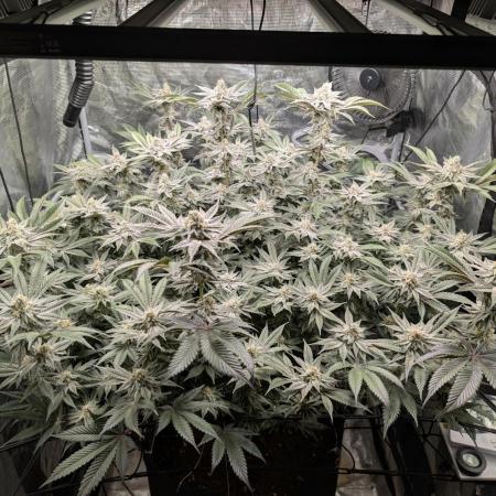 Dante's Inferno #8 (Mile High Dave Cut)