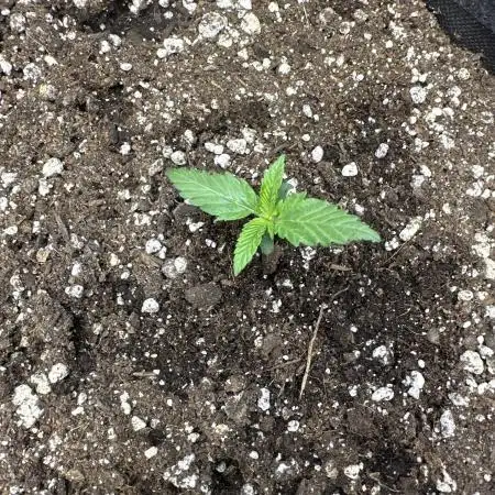 Banana purple punch
