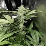 HSC - Hella Jelly - Autopot Coco
