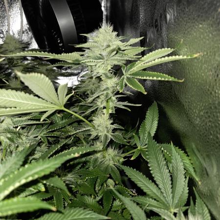 HSC - Hella Jelly - Autopot Coco