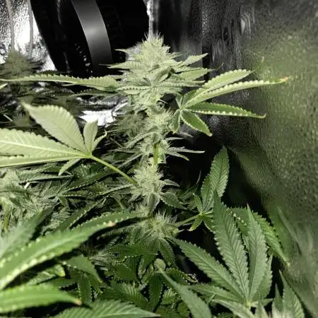 HSC - Hella Jelly - Autopot Coco