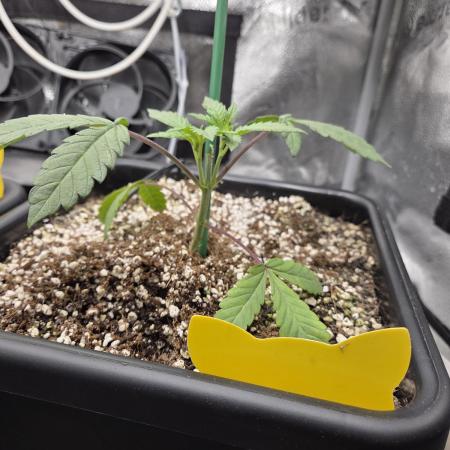HSC All Gas OG-Autopot  Coco