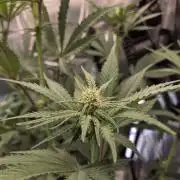 HSC All Gas OG-Autopot  Coco