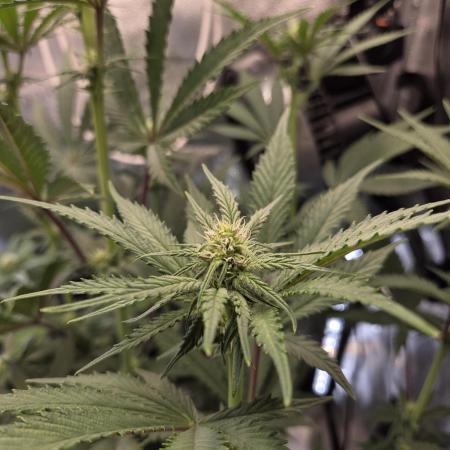 HSC All Gas OG-Autopot  Coco