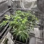 HSC - Hella Jelly - Autopot Coco