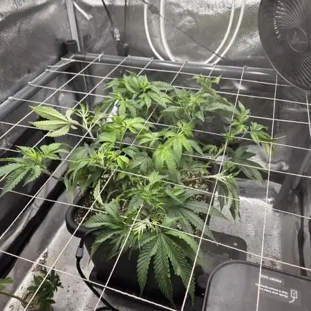 HSC - Hella Jelly - Autopot Coco