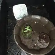 HSC All Gas OG-Autopot  Coco