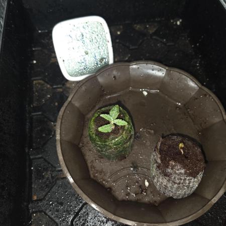 HSC All Gas OG-Autopot  Coco