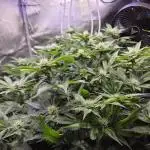 HSC - Hella Jelly - Autopot Coco