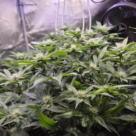 HSC - Hella Jelly - Autopot Coco