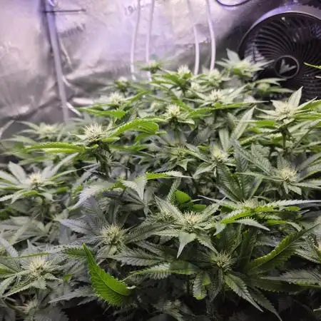HSC - Hella Jelly - Autopot Coco